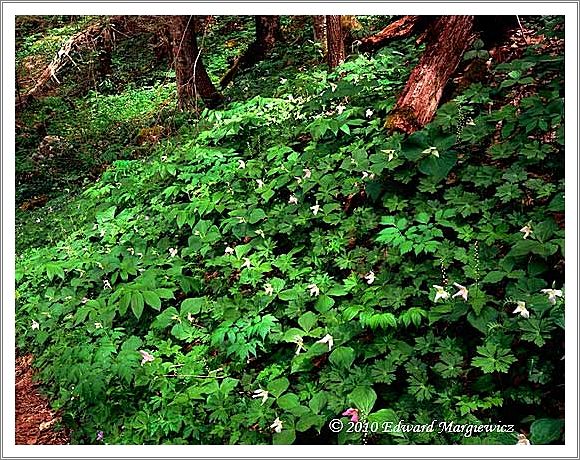 450731    A brilliant display of wild trillium along Porters Creek trail